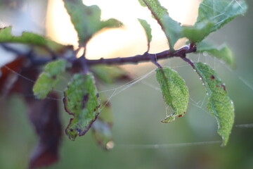 dew on a branch
