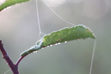caterpillar on leaf