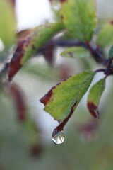 water drops on a branch