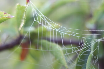 spider web with dew drops