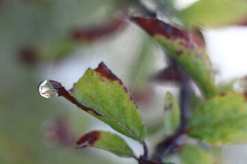 dragonfly on a leaf