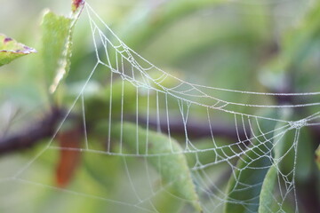 spider web with dew drops