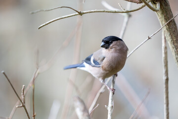Adult Female Eurasian Bullfinch (Pyrrhula pyrrhula) perched on a garden branch surrounded by bare...