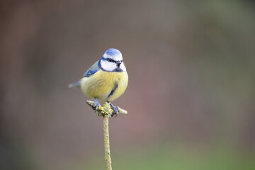 Fluffy Blue Tit (Cyanistes caeruleus) posed on a branch in a British back garden in Winter. Yorkshire, UK