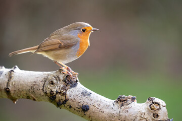 Fototapeta premium Robin bird (erithacus rubecula) in Winter. Perched on a garden branch with a natural green and brown foliage background - Yorkshire, UK in February