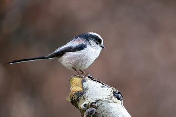 Long Tailed Tit (Aegithalos caudatus) perched on a branch in a British back garden - Yorkshire, UK in Winter
