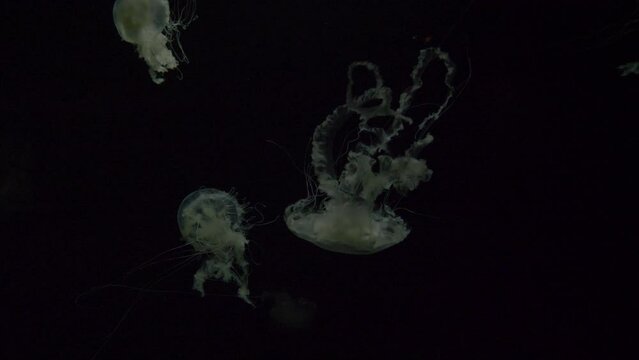 White Jellyfish Floating 4k