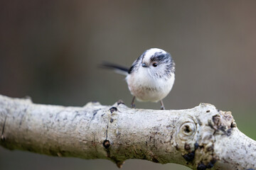 Long Tailed Tit (Aegithalos caudatus) perched on a thick branch in a British back garden - Yorkshire, UK in Winter