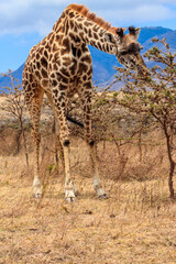 Giraffe in savanna in Serengeti national park in Tanzania. Wild nature of Tanzania, East Africa