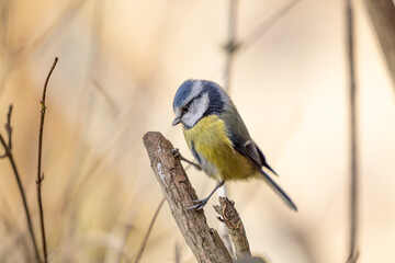 Obraz premium Adult Blue Tit (Cyanistes caeruleus) posed on a branch in a British back garden in Winter. Yorkshire, UK