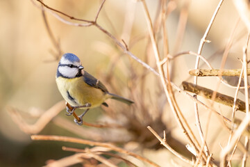 Sunlit Blue Tit (Cyanistes caeruleus) perched on the bare branch of a garden shrub in a British back garden in Winter. Yorkshire, UK