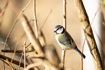 Adult Blue Tit (Cyanistes caeruleus) perching on a bare branch of a garden shrub in a British back garden in. February, Winter. Yorkshire, UK
