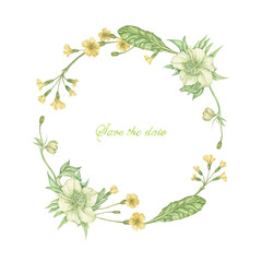 watercolor wreath with green leaves of hellebore flowers, yellow primrose, organic spring and summer bouquet highlighted on a white background. It is suitable for making wedding cards, invitations