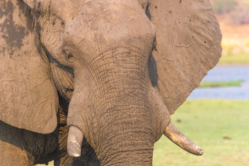 Gigantischer Elefantenkopf