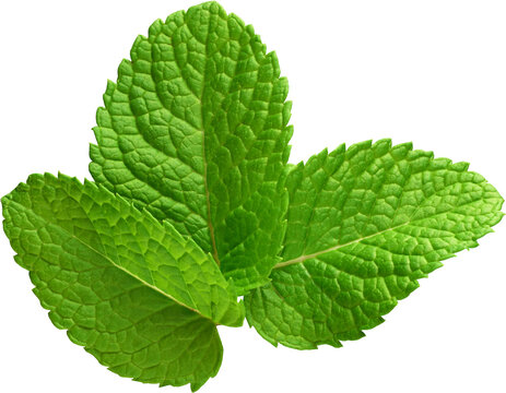 Fresh Green Mint Leaves Flat Lay View Isolated On Transparent Background