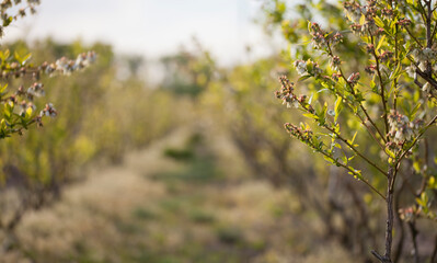 Blueberry blossom , fruit plantation - vaccinium corymbosum.