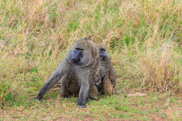 Pair of Olive Baboons (Papio anubis) sitting together on a ground in savanna in Serengeti national park, Tanzania