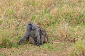 Pair of Olive Baboons (Papio anubis) sitting together on a ground in savanna in Serengeti national park, Tanzania