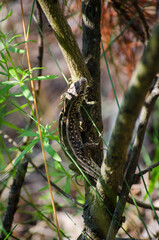 Lizard