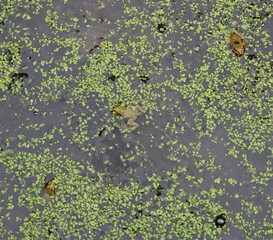 green moss and frogs in the water