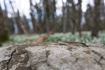 Big stone with texture in the forest.