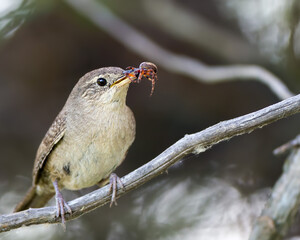 House Wren With Spider