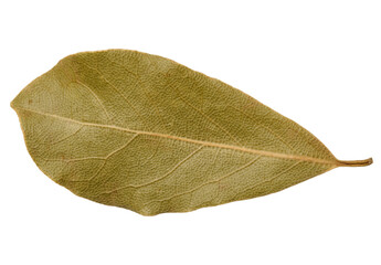 Dry bay leaf leaf on isolated background, spice