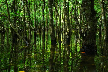 沖縄県西表島　緑溢れるマングローブの森の中
