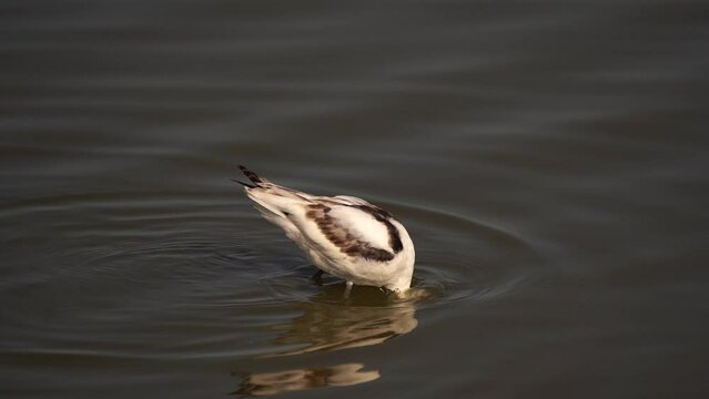A pied avocet (Recurvirostra avosetta) foraging in shallow water - slow motion