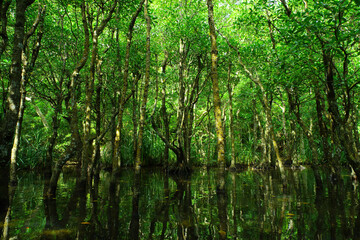 沖縄県西表島　緑溢れるマングローブの森の中 - obrazy, fototapety, plakaty