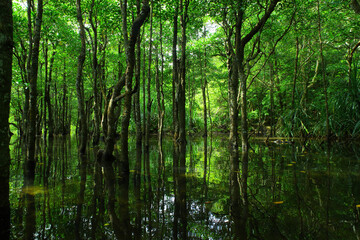 沖縄県西表島　緑溢れるマングローブの森の中