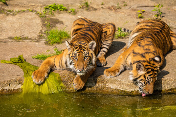 critically endangered Sumatran tiger