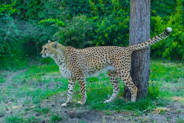 beautiful adult cheetah walks around its territory