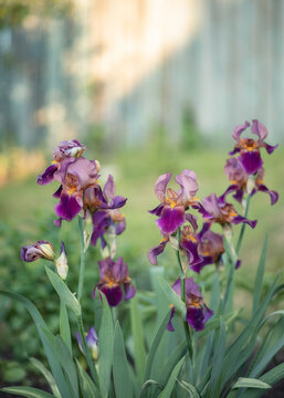 A photo of a flowering iris bush.
