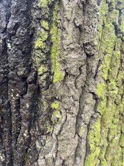 The texture of the tree bark is partly green, gray, and black. The bark is rough and embossed....