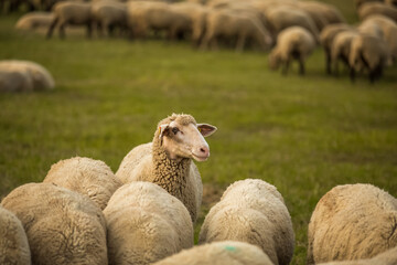 Obraz premium Sheeps in a meadow on green grass