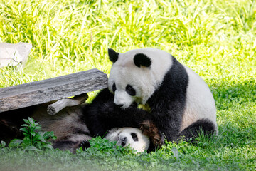 Fototapeta premium cheerful playing pandas on green lawn
