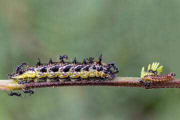 Australian Common Imperial Blue Butterfly Caterpillars being tendered by ants in the branch of a Wattle Tree