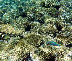 View of coral reef in Sharm El Sheik