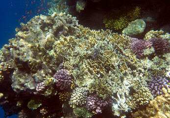 View of coral reef in Sharm El Sheik