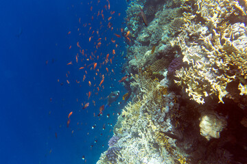 View of coral reef in Sharm El Sheik