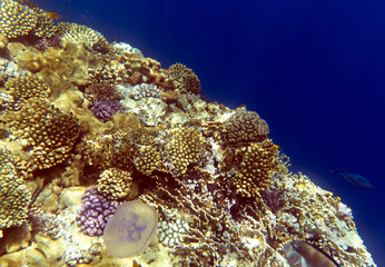 View of coral reef in Sharm El Sheik