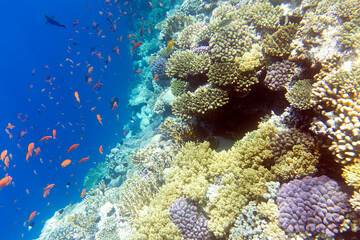 View of coral reef in Sharm El Sheik