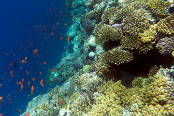 Obraz na płótnie Canvas View of coral reef in Sharm El Sheik