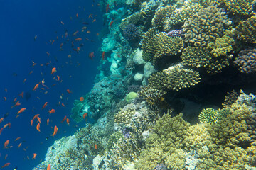 View of coral reef in Sharm El Sheik