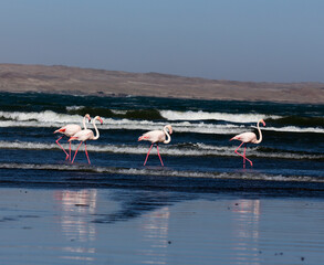 A view of flamingo birds