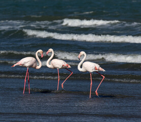 A view of flamingo birds