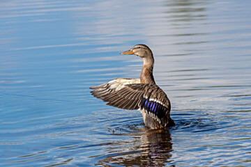 Female Mallard Duck Rising from the Water