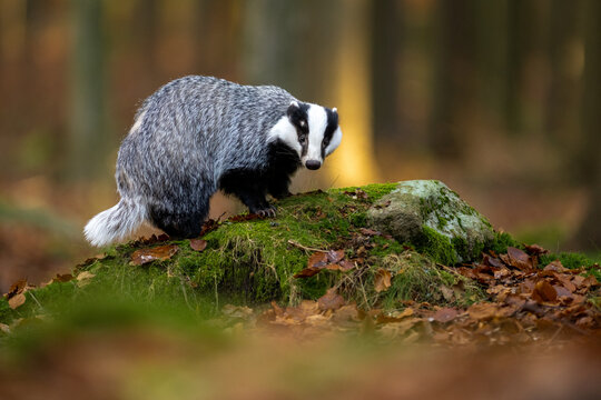 Wild Badger (Meles meles) animal leaning against a spruce tree. European badger, autumn struce forest with green moss. Mammal in environment, sunset evening.
