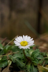 Background with common daisy, lawn daisy or english daisy; Bellis perennis	